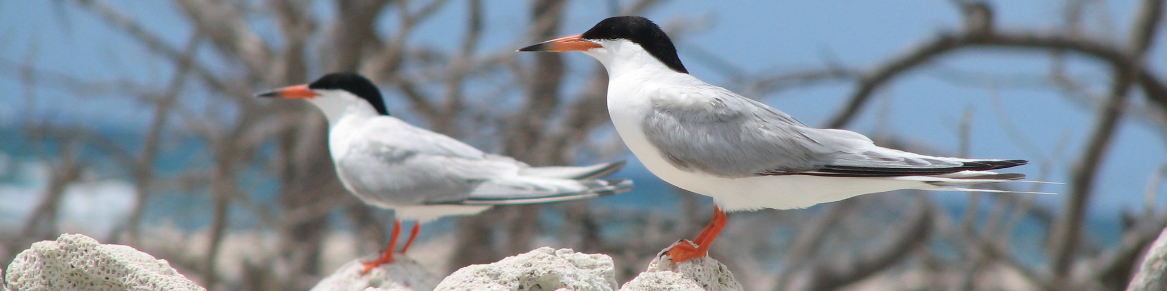 two small seabirds standing on rocks